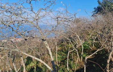 BOZCAALİDE HARİKA MANZARAYA SAHİP 1497M² ARAZİ