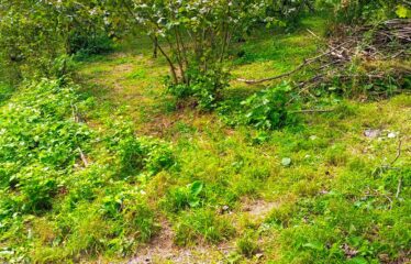 KUŞCULU KÖYÜNDE 6.806 M2 SATILIK FINDIK BAHÇESİ