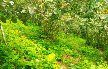 KUŞCULU KÖYÜNDE 6.806 M2 SATILIK FINDIK BAHÇESİ