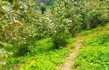 KUŞCULU KÖYÜNDE 6.806 M2 SATILIK FINDIK BAHÇESİ