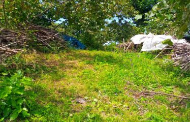 KUŞCULU KÖYÜNDE 6.806 M2 SATILIK FINDIK BAHÇESİ