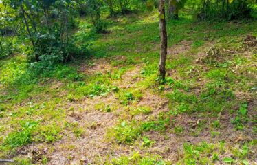 KUŞCULU KÖYÜNDE 6.806 M2 SATILIK FINDIK BAHÇESİ