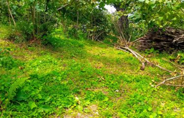 KUŞCULU KÖYÜNDE 6.806 M2 SATILIK FINDIK BAHÇESİ