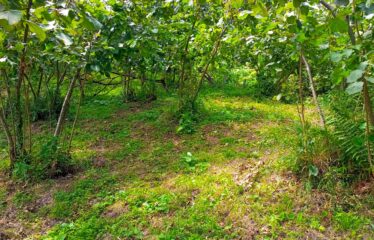 KUŞCULU KÖYÜNDE 6.806 M2 SATILIK FINDIK BAHÇESİ