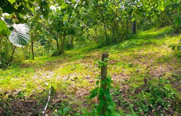 KUŞCULU KÖYÜNDE 6.806 M2 SATILIK FINDIK BAHÇESİ