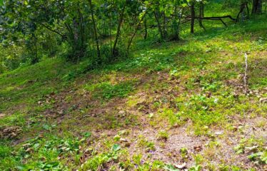 KUŞCULU KÖYÜNDE 6.806 M2 SATILIK FINDIK BAHÇESİ