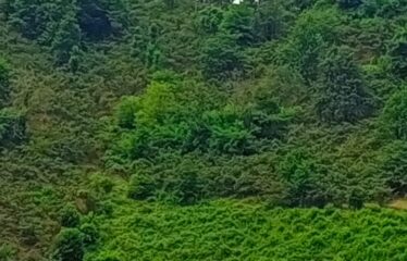 KUŞCULU KÖYÜNDE 6.806 M2 SATILIK FINDIK BAHÇESİ