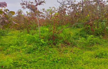 9 PARSELDEN OLUŞAN HARİKA DENİZ MANZARASINA SAHİP FINDIK BAHÇELERİ