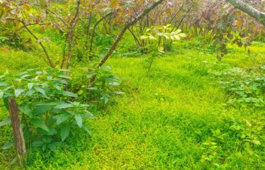 9 PARSELDEN OLUŞAN HARİKA DENİZ MANZARASINA SAHİP FINDIK BAHÇELERİ