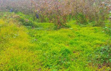 9 PARSELDEN OLUŞAN HARİKA DENİZ MANZARASINA SAHİP FINDIK BAHÇELERİ