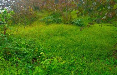 9 PARSELDEN OLUŞAN HARİKA DENİZ MANZARASINA SAHİP FINDIK BAHÇELERİ