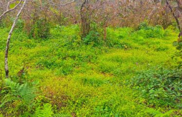 9 PARSELDEN OLUŞAN HARİKA DENİZ MANZARASINA SAHİP FINDIK BAHÇELERİ