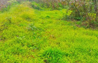 9 PARSELDEN OLUŞAN HARİKA DENİZ MANZARASINA SAHİP FINDIK BAHÇELERİ