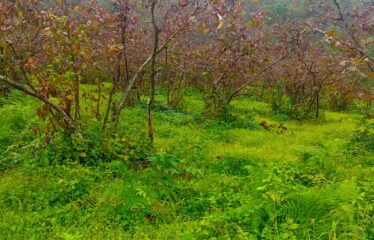9 PARSELDEN OLUŞAN HARİKA DENİZ MANZARASINA SAHİP FINDIK BAHÇELERİ
