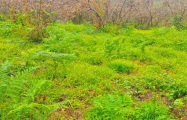 9 PARSELDEN OLUŞAN HARİKA DENİZ MANZARASINA SAHİP FINDIK BAHÇELERİ
