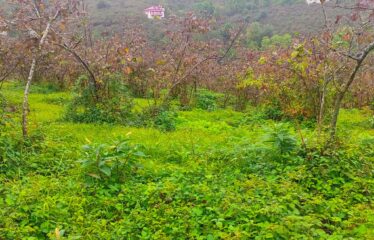 9 PARSELDEN OLUŞAN HARİKA DENİZ MANZARASINA SAHİP FINDIK BAHÇELERİ