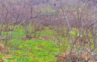 SANAYİ BÖLGESİNDE KAÇIRILMAYACAK ARAZİ