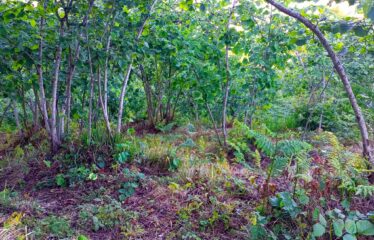 TEPEBAŞI MAHALLESİNDE HARİKA MANZARAYA SAHİP ARAZİ