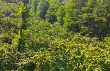 CİLLİOĞLU MAHALLESİNDE SATILIK ARAZİ