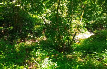 CİLLİOĞLU MAHALLESİNDE SATILIK ARAZİ