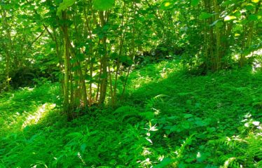 CİLLİOĞLU MAHALLESİNDE SATILIK ARAZİ