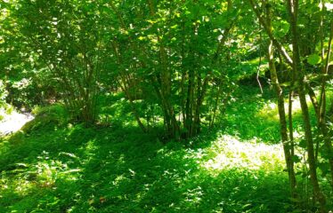 CİLLİOĞLU MAHALLESİNDE SATILIK ARAZİ