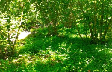 CİLLİOĞLU MAHALLESİNDE SATILIK ARAZİ