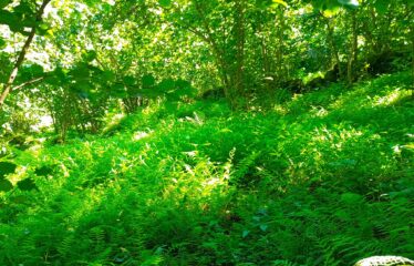 CİLLİOĞLU MAHALLESİNDE SATILIK ARAZİ