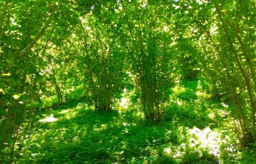 CİLLİOĞLU MAHALLESİNDE SATILIK ARAZİ