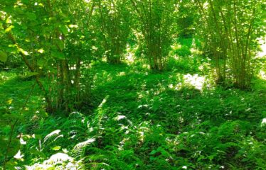 CİLLİOĞLU MAHALLESİNDE SATILIK ARAZİ