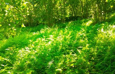 CİLLİOĞLU MAHALLESİNDE SATILIK ARAZİ