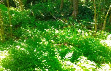 CİLLİOĞLU MAHALLESİNDE SATILIK ARAZİ