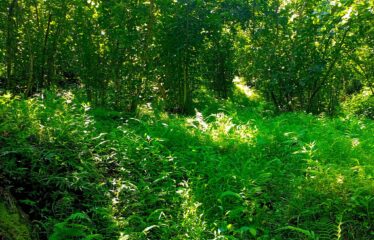 CİLLİOĞLU MAHALLESİNDE SATILIK ARAZİ