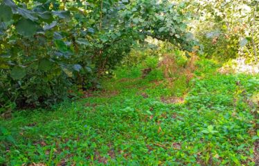 İKİ YOL ARASINDA SATILIK FINDIK BAHÇESİ