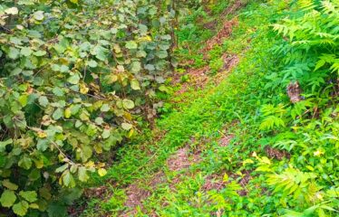 İKİ YOL ARASINDA SATILIK FINDIK BAHÇESİ