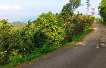 İKİ YOL ARASINDA SATILIK FINDIK BAHÇESİ