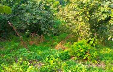 İKİ YOL ARASINDA SATILIK FINDIK BAHÇESİ