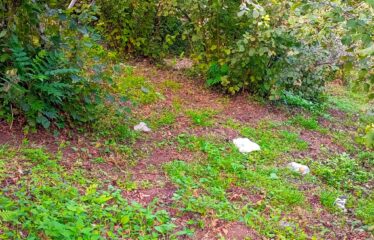 İKİ YOL ARASINDA SATILIK FINDIK BAHÇESİ