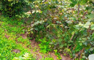 İKİ YOL ARASINDA SATILIK FINDIK BAHÇESİ