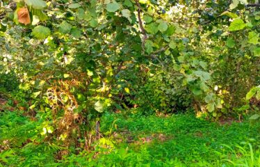 İKİ YOL ARASINDA SATILIK FINDIK BAHÇESİ