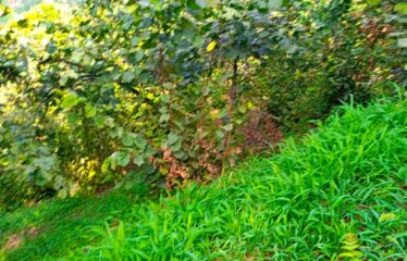 İKİ YOL ARASINDA SATILIK FINDIK BAHÇESİ