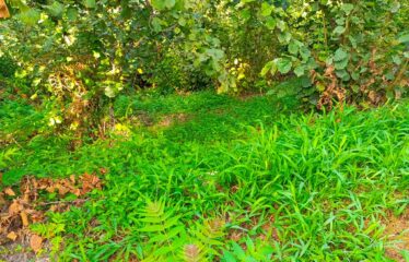 İKİ YOL ARASINDA SATILIK FINDIK BAHÇESİ