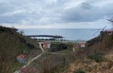 İŞTE ARADINIZ FINDIK BAHÇESİ