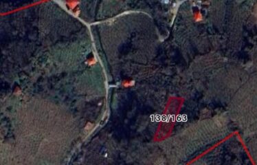 İŞTE ARADINIZ FINDIK BAHÇESİ