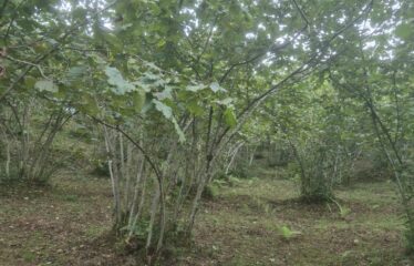 CİMİDE DANIŞMAN KÖYÜNDE 20 DÖNÜM SATILIK ARAZİ