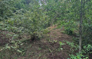 CİMİDE DANIŞMAN KÖYÜNDE 20 DÖNÜM SATILIK ARAZİ