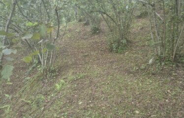 CİMİDE DANIŞMAN KÖYÜNDE 20 DÖNÜM SATILIK ARAZİ