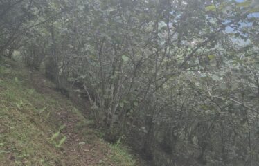 CİMİDE DANIŞMAN KÖYÜNDE 20 DÖNÜM SATILIK ARAZİ