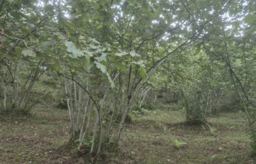 CİMİDE DANIŞMAN KÖYÜNDE 20 DÖNÜM SATILIK ARAZİ