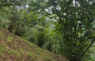 CİMİDE DANIŞMAN KÖYÜNDE 20 DÖNÜM SATILIK ARAZİ